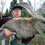 Самый большой в мире кролик
