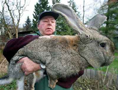 Самый большой в мире кролик