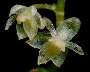 Самая маленькая в мире орхидея