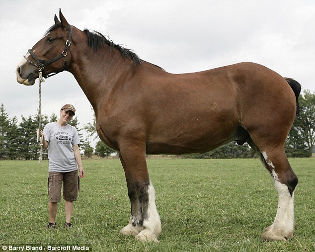 Самый большой в мире конь