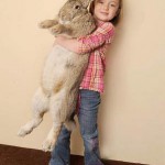 Самый большой в мире пасхальный кролик