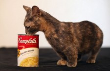 Самая низкорослая кошка в мире: Пиксель