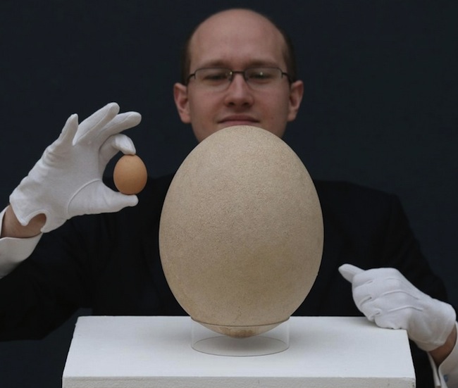 Самое большое яйцо в мире1