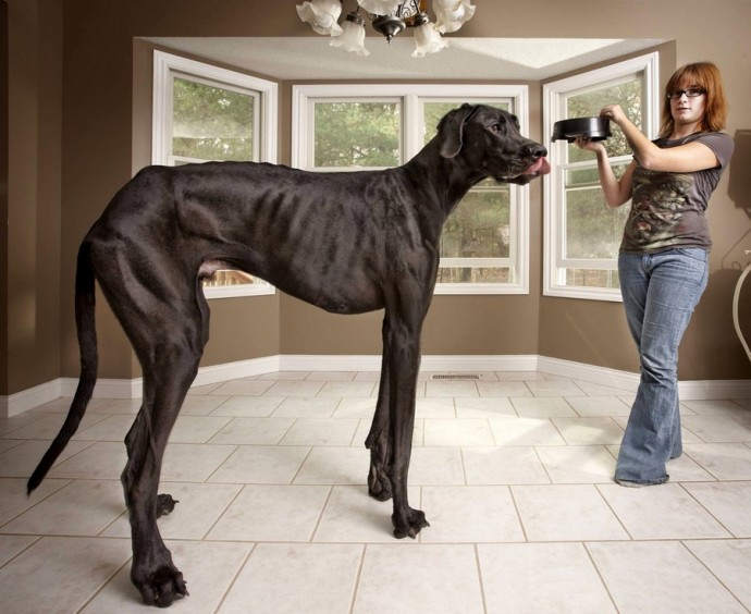 Самая высокая собака: Зевс
