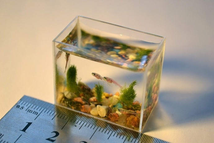 Самый маленький аквариум