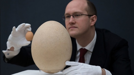 Самое большое яйцо в мире