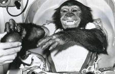 Самый долгоживущий примат: шимпанзе Гамма
