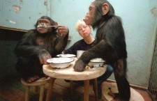 Самый долгоживущий примат: шимпанзе Гамма