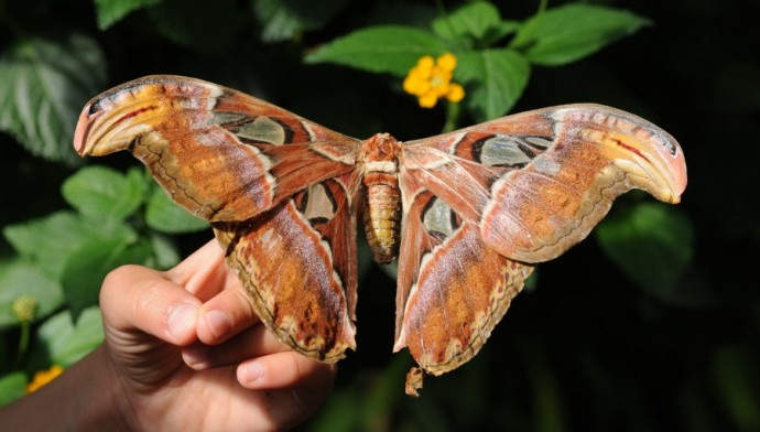 Самая крупная бабочка: Павлиноглазка Атлас