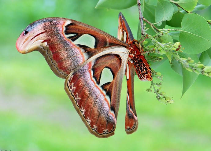 Самая крупная бабочка: Павлиноглазка Атлас