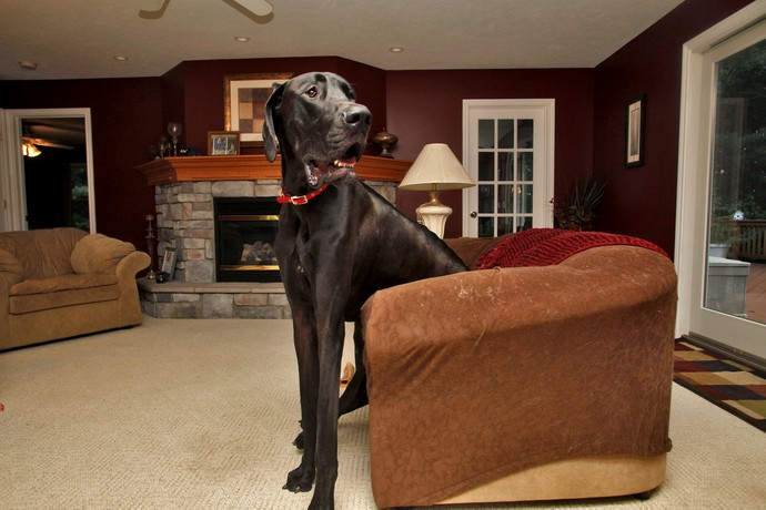 Самая высокая собака: Зевс